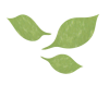 feuilles-transparent